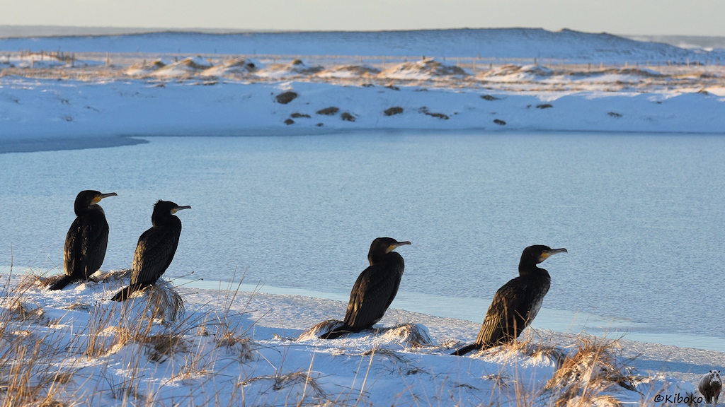 Das Bild zeigt vier Kormorane. Sie sitzen auf Grasbüscheln an einen zugefrorenen, hellblauen See.