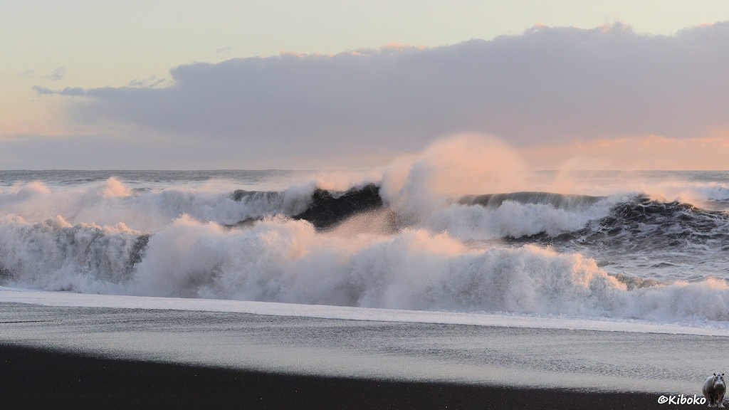 Das Bild zeigt zwei sich brechende Wellen die auf einen schwarzen Strand zulaufen. Im Gegenlicht der tiefstehenden Sonne werden die wellen von hinten rosa angestrahlt.