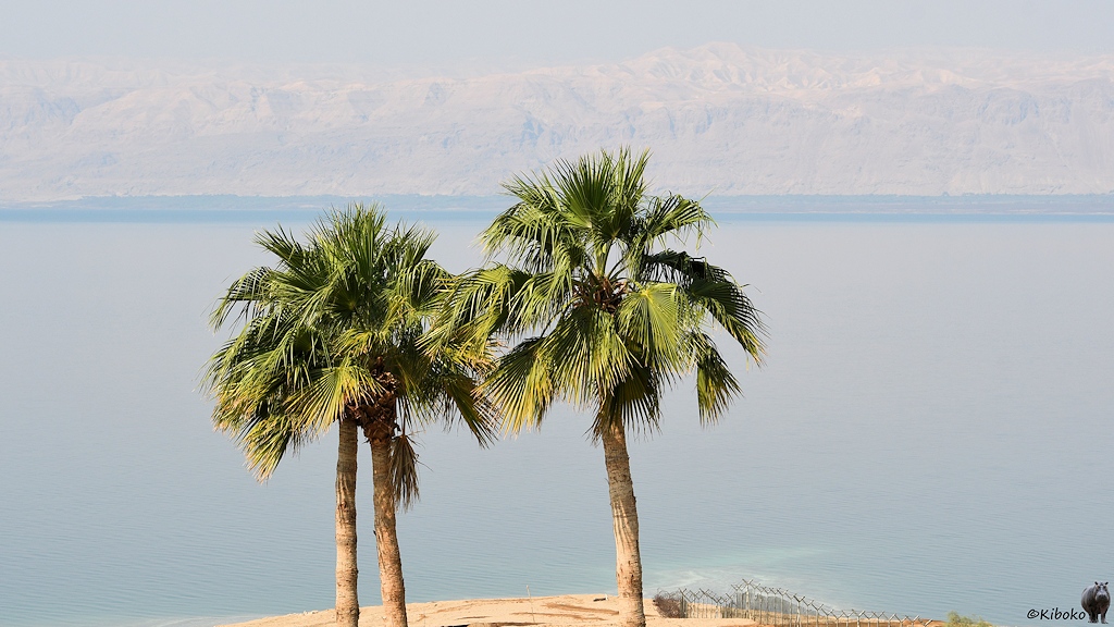 Palmen vor einem blauen See