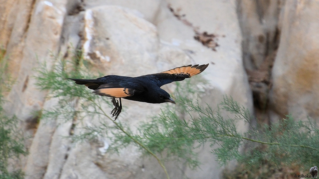 Schwarzer Vogel mit braunen Flügeln im Flug