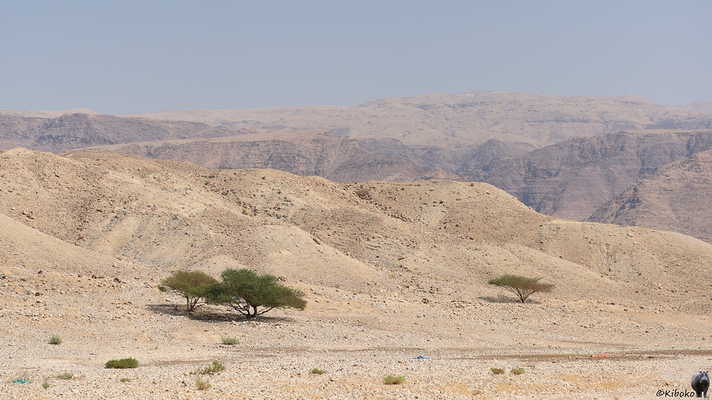 Baum in der Wüste
