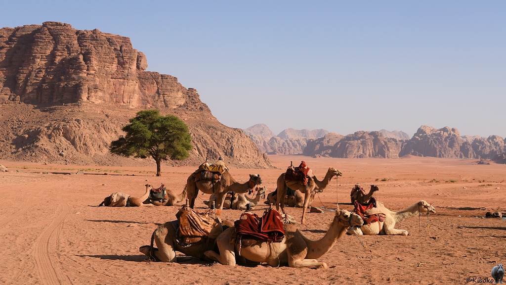 liegende Kamele in der Wüstenlandschaft