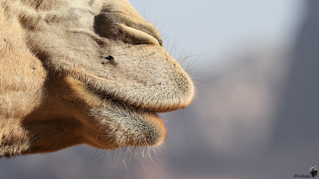 Behaarte Lippen eines Kamels