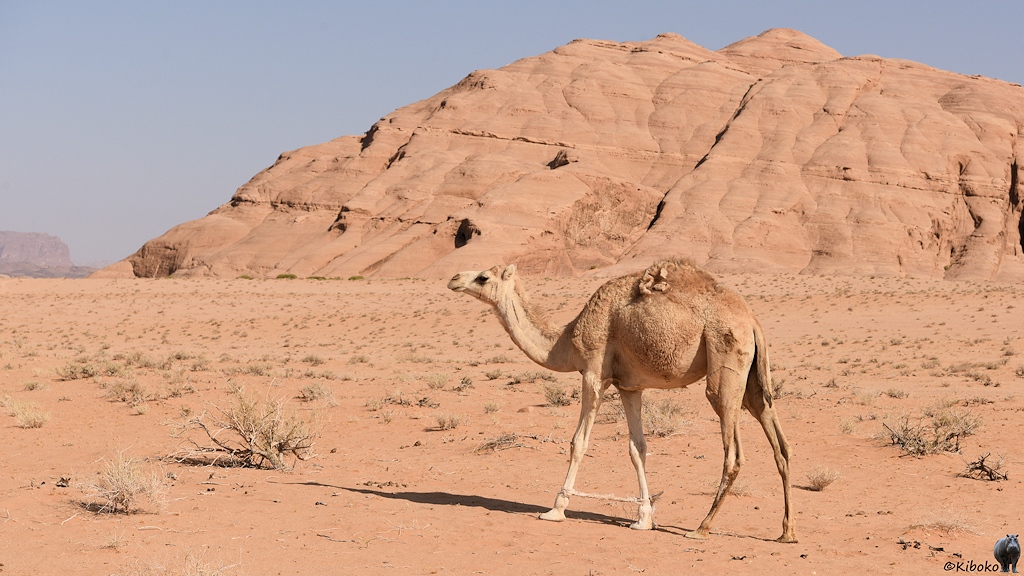 Ockerfarbenes Dromedar mit Fußfessel in der Wüste