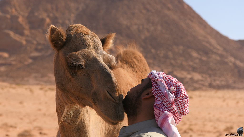 Beduine gibt dem Dromedar ein Küsschen