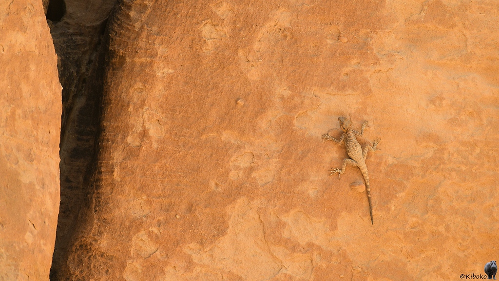 Graubraune Echse auf einer Sandsteinwand
