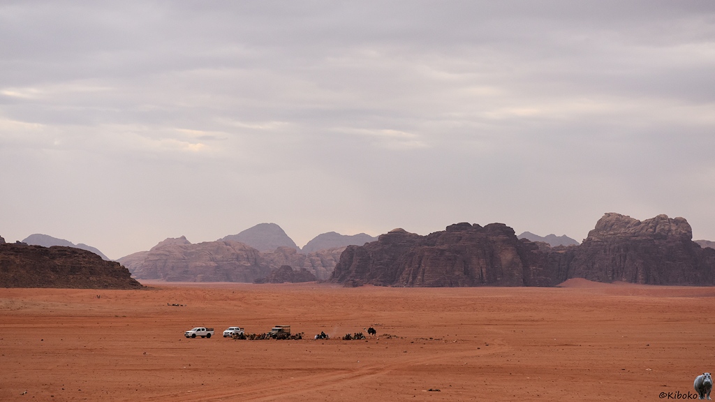 Beduinenlager mit Kamelen in der roten Wüste