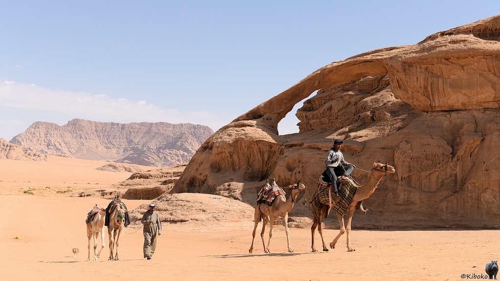 Zwei Beduinen mit vier Dromedaren laufen vor den Bogen durch die Wüste