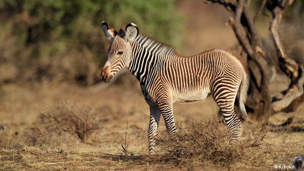 Das Bild zeigt ein junges Zebra mit sehr schmalen schwarz-weißen Strefen bei tiefstehender Morgensonne.