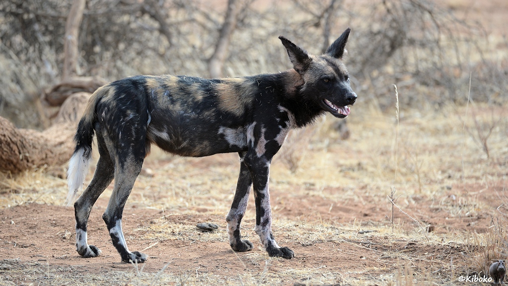 Das Bild zeigt einen schwarz-braun-weiß gefleckten Wildhund von der Seite.