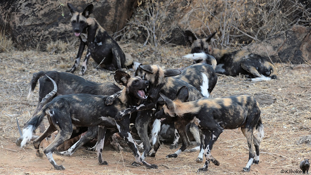 Das Bild zeigt eine sieben Wildhunde beim Spielen und Fressen. Zwischen den Beinen schaut der Kopf einer braunen Antilope heraus.