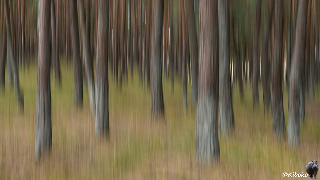 Das Bild zeigt einen die Baumstämme in einen Kiefernwald. Mit einer langen Belichtungszeit wurde die Kamera in Richtung der Stämme bewegt. Dadurch ist das unscharf und verwischt.