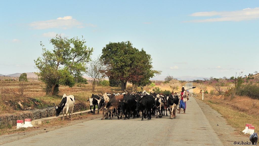Das Bild zeigt eine Herde Cebu-Rinder mit ca. 40 Tieren in schwarz, schwarz-weiß und braunen Fellkleid. Etwa 8 Tier laufen nebeneinander und versperren die Straße. Ein barfüßiger Hirte mit einem langen Stock versucht die Herde soweit zusammenzutreiben, damit rechts ein Auto passieren kann.