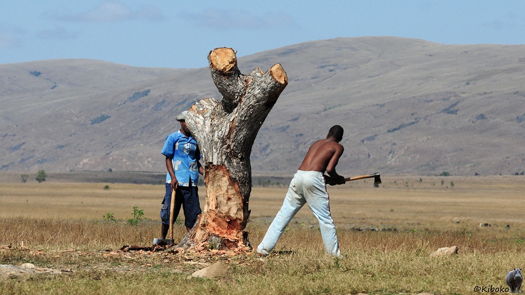 Das Bild zeigt zwei Männer, die mit Äxsten einen dicken Baumstamm fällen. Die oberen Äste wurden bereits entfernt. Im Hintergrund ist eine baumlse Ebene aus trockenem Gras.