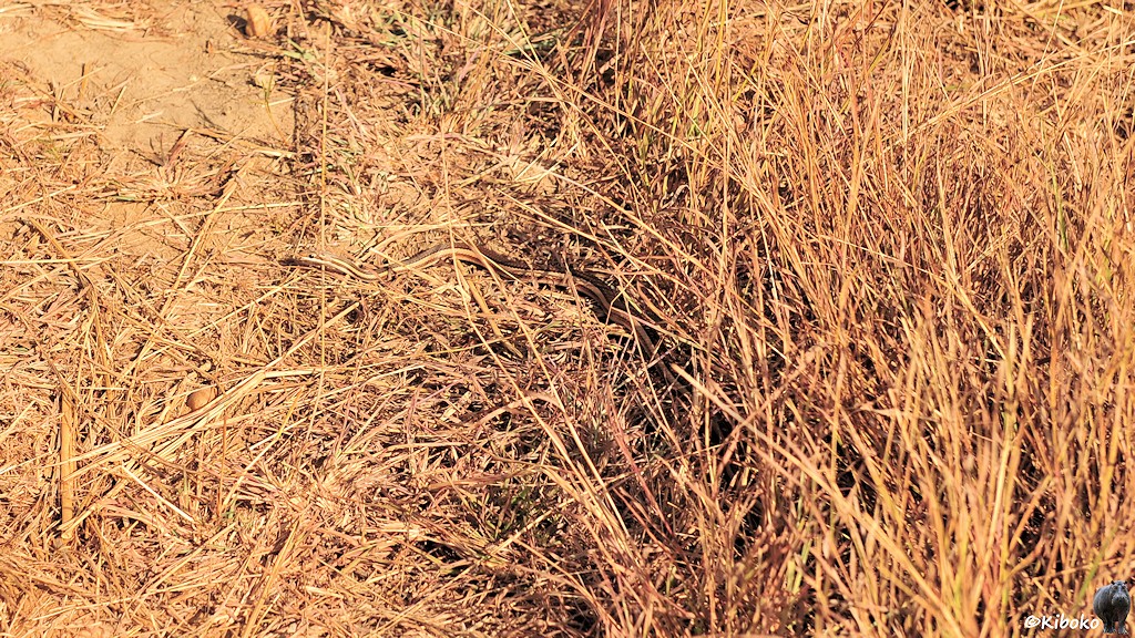 Das Bild zeigt ein Suchbild mit hohem trockenen Gras. Darin ist eine kleine braune Schlange.