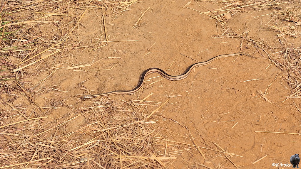 Das Bild zeigt eine kleine braune Schlange mit beigefarbenen Seitenstreifen beim überqueren eines Pfades.
