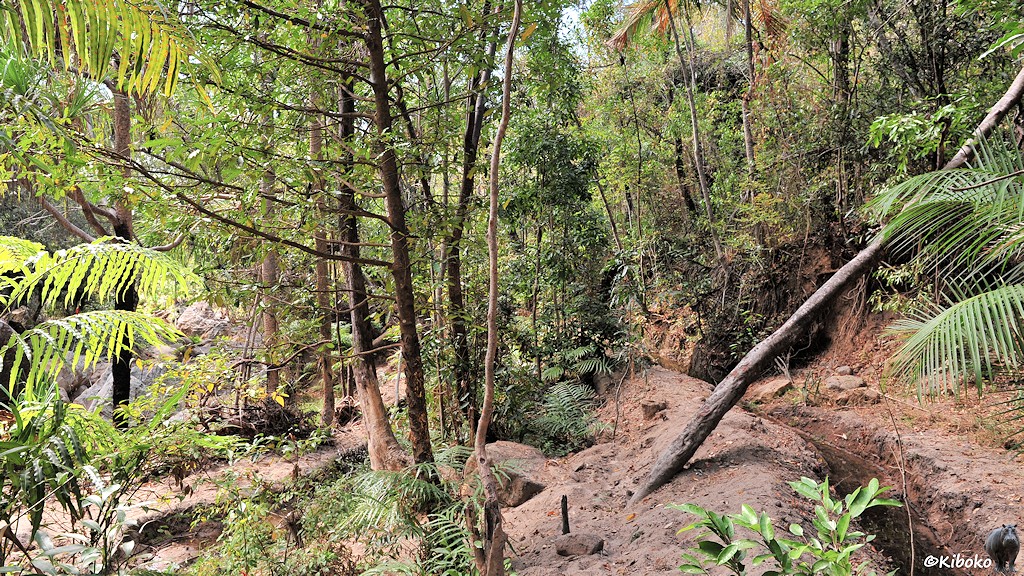 Das Bild zeigt einen dichten Wald. Am rechten Bildrand führt ein schmaler Wassergraben isn Bild. Auf dem Damm ist ein Trampelpfad.