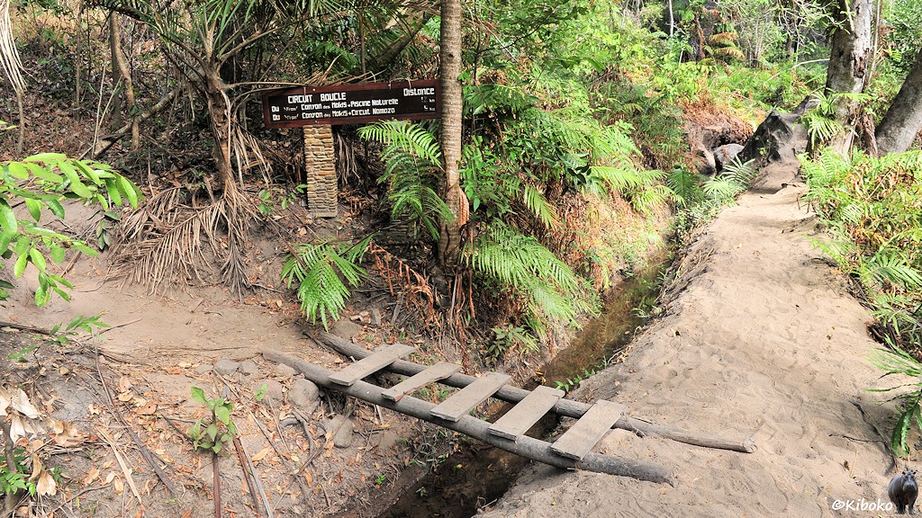 Das Bild zeigt einen Abzweig eines Wanderweges im Wald. Der nach links abzweigende Pfad führt über eine Holzbrücke in Form einer hingelegten Holzleiter.