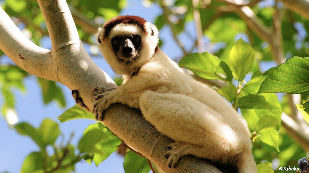 Das Bild zeigt einen weißen Lemur mit schwarzem Gesicht und rotbrauner Kappe, der sich an einem diagonal durch das Bild laufenden Baumstamm klammert.