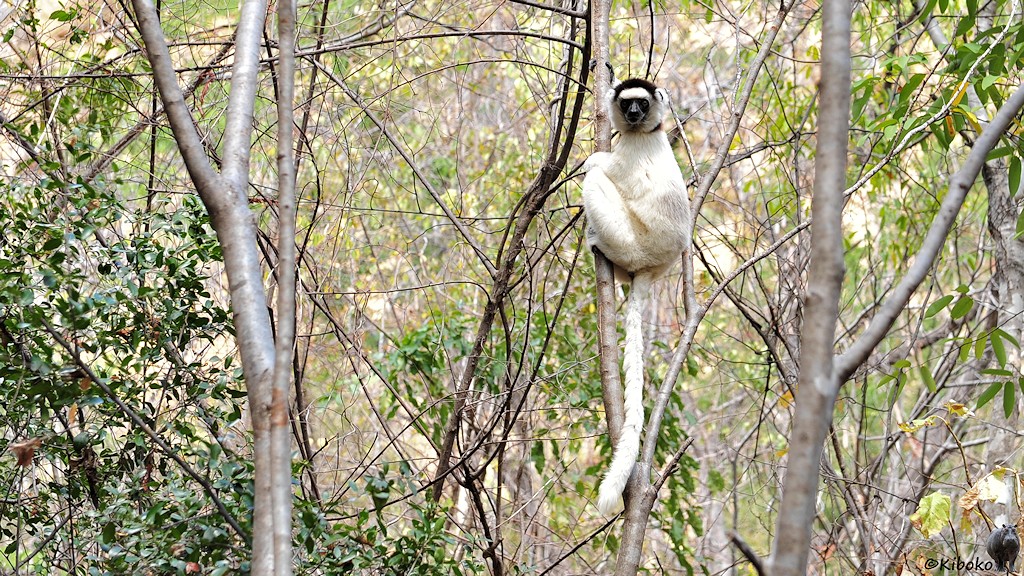 Das Bild zeigt einen weißen Lemur mit langem, weißen Schwanz, schwarzem Gesicht und schwarzer Kappe. Der Lemur klammert sich in einem lichten Wald an einen senkrechten, dünnen Baumstamm.