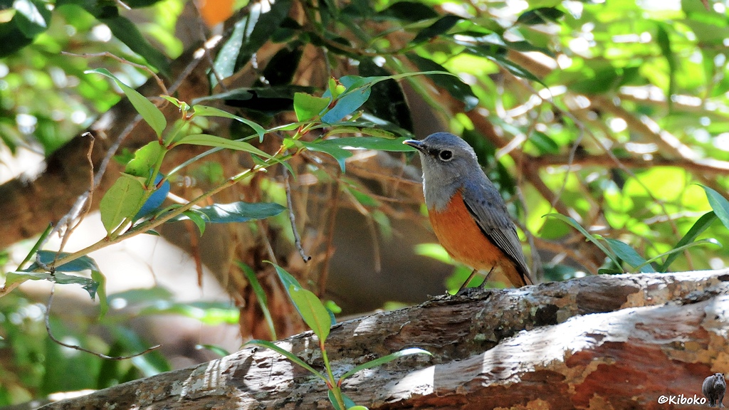 Das Bild zeigt einen grauen Vogel mit einem orangen Bauch auf einem waagerechten Baumstamm zwischen Blättern.