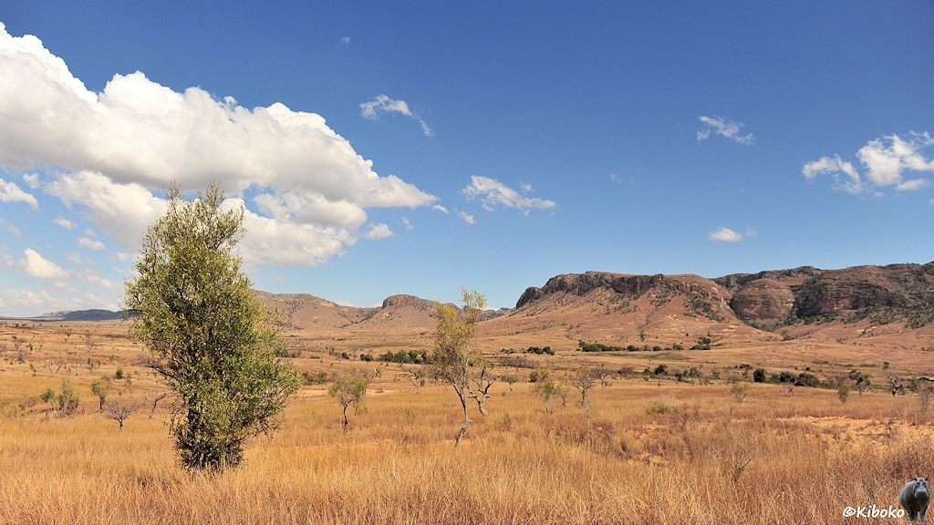 Das Bild zeigt eine Savannenfläche mit trockenem Gras. Im Vordergrund ist ein kleiner buschiger Baum am linken Bildrand. Im Hintergrund ist die aufragende Gebirsgette des Isalo Massivs.