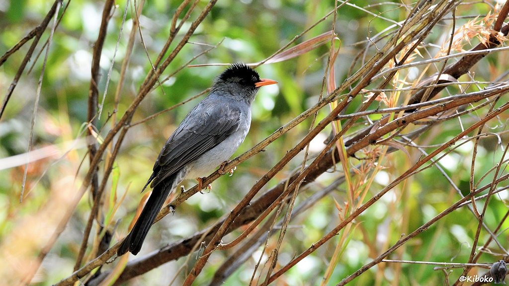 Das Bild zeigt einen dunkelgrauen Vogel mit hellgrauem Bauch, schwarzem Kopf, schwarzem Schwanz und einen spitzen orangen Schnabel. Er sitzt auf diagonal durch das Bild laufenden Zweigen.
