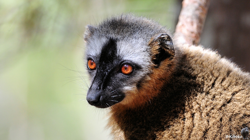 Das Bild zeigt das Porträt eines braunen Lemur mit schwarzer Nase, weißem Gesicht, orangen Augen und grauer Kappe.