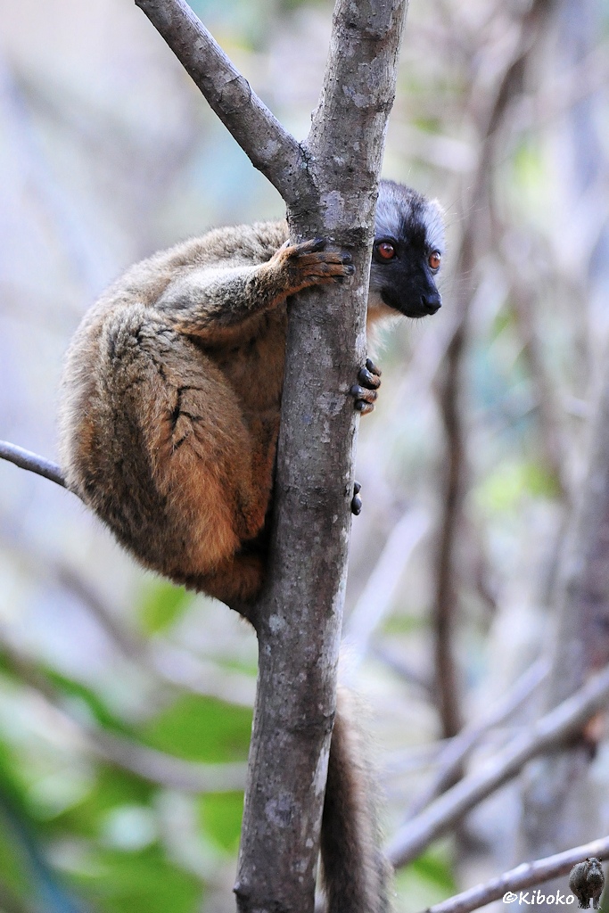 Das Bild zeigt braunen Lemur mit schwazre Nase, weißem Gesicht und orangenen Augen, der sich an einen dünnen Baumstamm klammert. Neugierig schaut er rechts am Stamm vorbei.