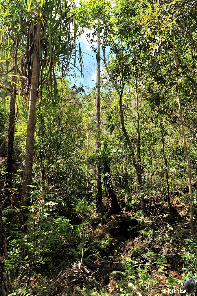 Das Bild zeigt eine Hochformataufnahme von dichtem grünen Wald mit schlankem Baumsämmen und niedriegen Buschwerk.