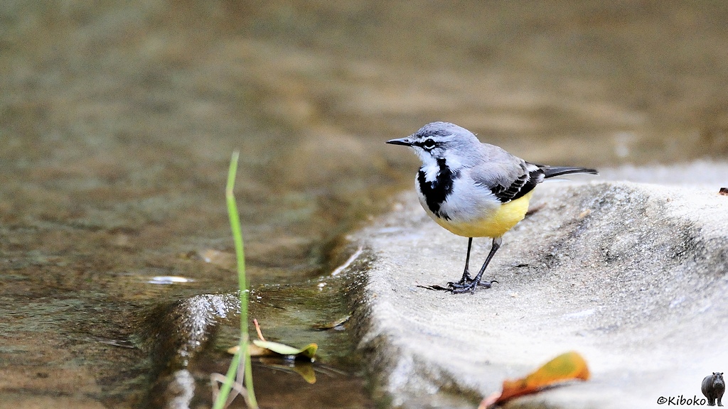 Das Bild zeigt einen grauen Vogel mit blassgelben Bauch, weißer Brust mit schwarzem V-förmigen Kehlfleck auf einem flachen Stein am Wasser.