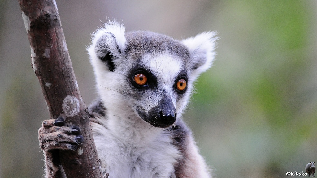 Das Bild zeigt das Porträt eines Lemurs mit weißem Bauch, Ohren und Gesicht, schwarzer Nase, schwarzen Augenringen, grau-brauner Kappe und orangenen Augen. Mit einer Hand umklammert der Lemur einen senkrechten Ast.