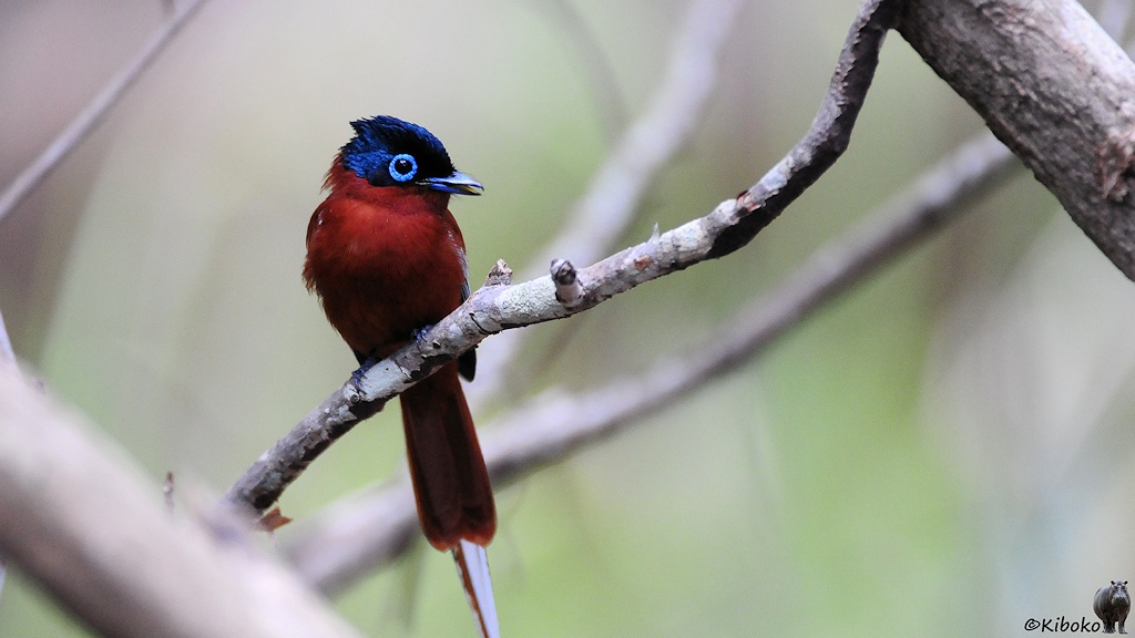 Das Bild zeigt einen rotbraunen Vogel mit dunkelblauem Kopf mit hellblauem Augenring auf einen trockenen Zweig sitzen. Die sehr langen Schwanzfedern haben nicht mehr auf das Bild gepasst.