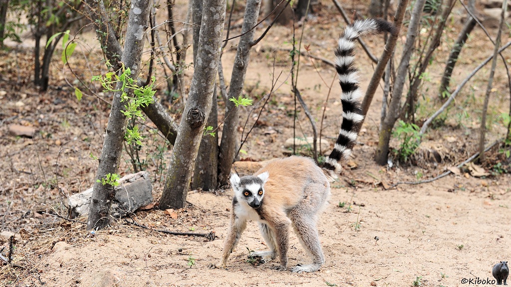 Das Bild zeigt ein braun-grauer Lemur mit weißem Gesicht und orangen Augen ist mit allen Vieren auf den Boden. Die Hinterbeine sind angespannt. Der schwarz-weiß geringelte Schwanz steht in einen S-Bogen hoch.