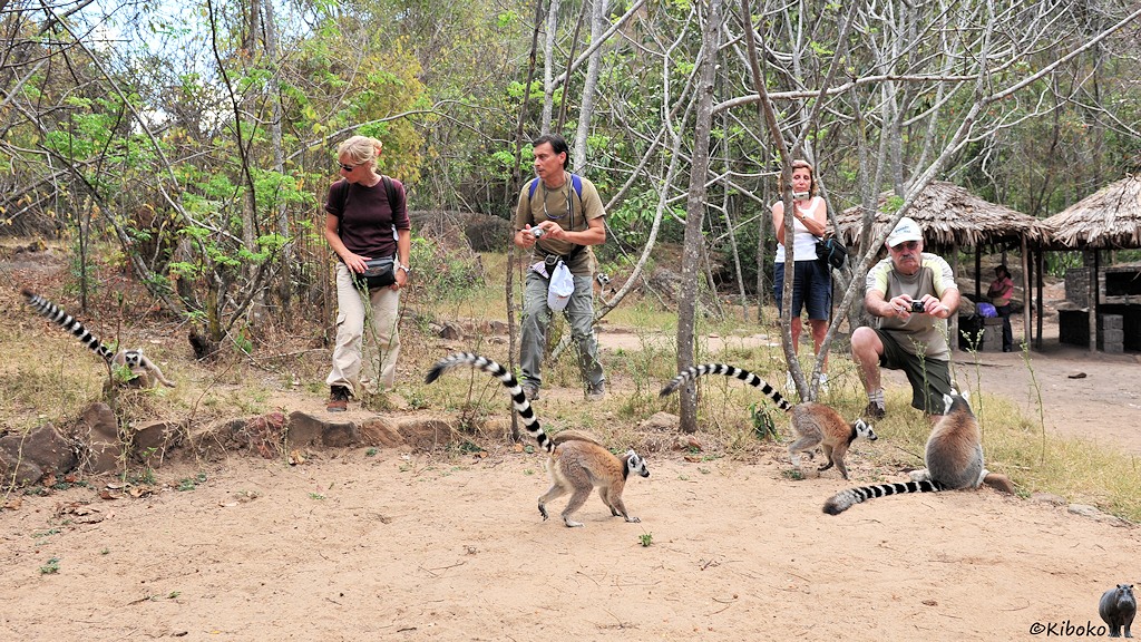 Das Bild zeigt vier Touristen mit kleinen Kameras und vier braun Lemuren mit schwarz-weißen Ringelschwanz. Im Hintergrund sind strohgedeckte Schutzhütten.