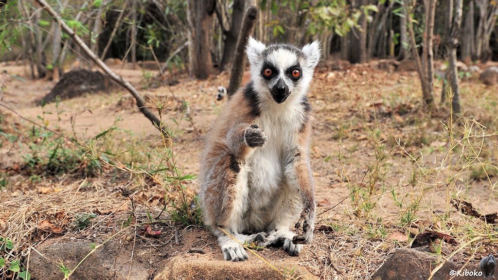 Das Bild zeigt einen braungrauen Lemur mit weißem Bauch, weißem Gesicht, schwarzen Augenringen und orangen Augen sitzend auf dm Boden. Er streckt die recht Hand aus.