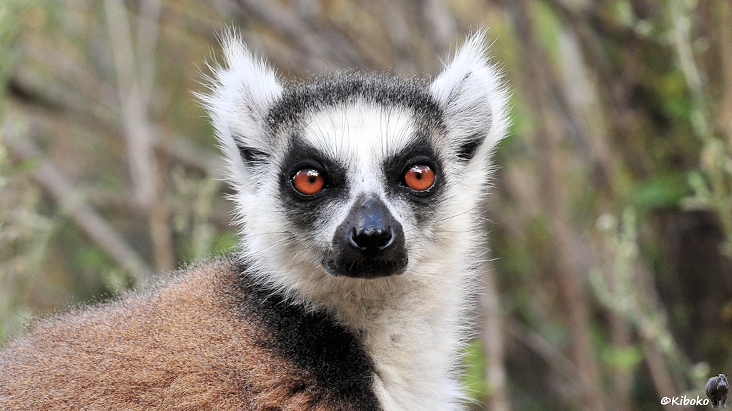 Das Bild zeigt das Porträt eines braunen Lemurs mit weißem Gesicht, Ohren und Bauch. Er schaut mit großen orangenen Augen in die Kamera.