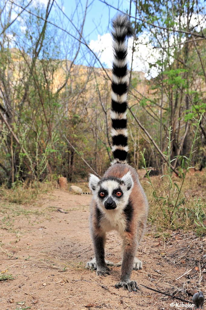 Das Bild zeigt eine Hochformataufnahme von einem braun-grauen Lemur mit weißem Gesicht, schwarzer Nase, schwarzen Augenringen und orangen Augen. Der Lemur steht auf allen vier Beinen auf einen Weg und schaut direkt in die Kamera. Der Schwarz-weiße Ringelschwanz steht senkrecht in die Höhe.