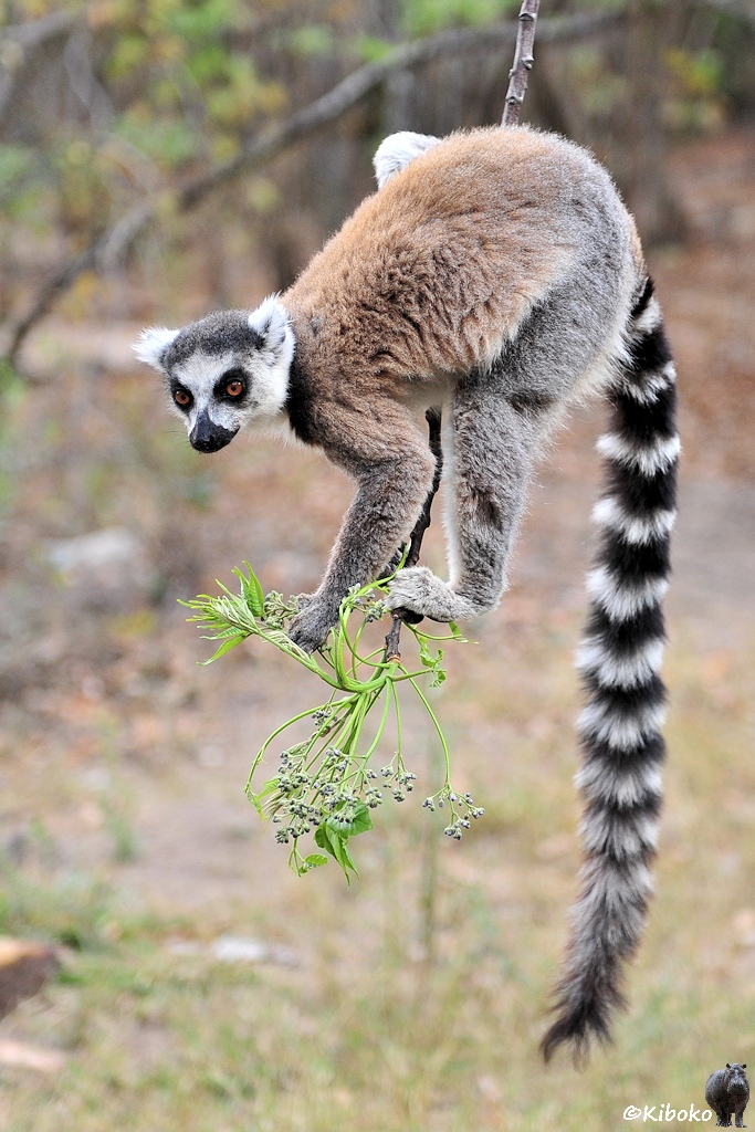 Das Bild zeigt eine Hochformataufnahme von einem braun-grauen Lemur mit schwarz weißen Ringelschwanz. Der hängt an der Spitze eines dünnen,senkrecht herunterhängenden Zweiges mit Blättern und Knospen an der Spitze. Der schwarz-weiß geringelte Schwanz hängt herunter.