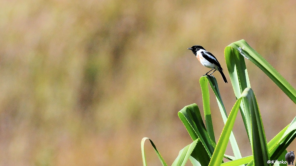 Das Bild zeigt einen kleinen schwarz-weißen Vogelmit schwarzen Kopf auf der Spitze von langen, umgeknickten Blättern sitzen.