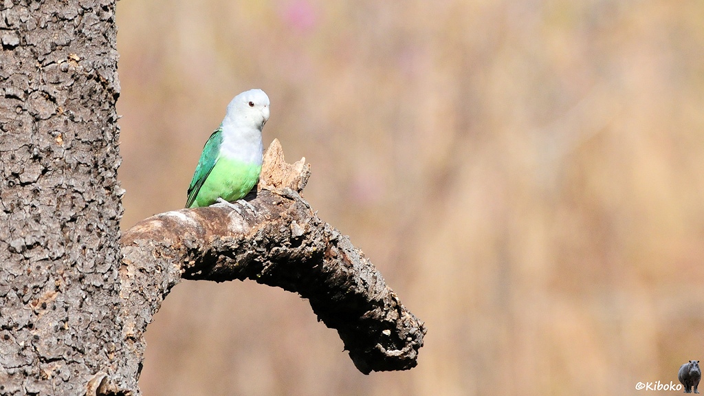 Das Bild zeigt einen kleinen grünen Papagei mit hellgrauen Kopf und hellgrünen Bauch auf einen dicken trockenen Ast an einem Baumstamm sitzen.
