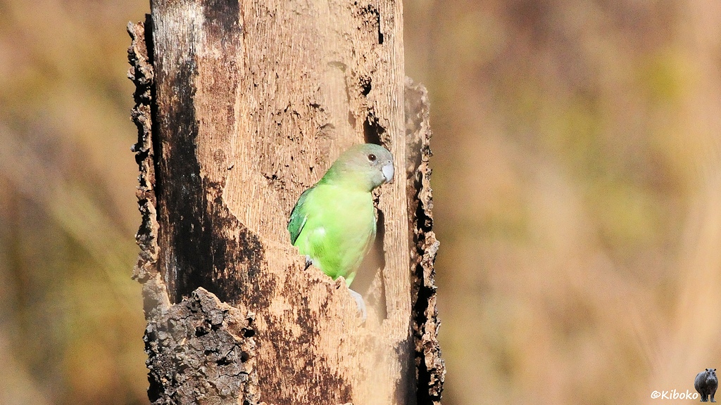 Das Bild zeigt einen hellgrünen Papagei, der aus einem aufgeschnittenen Baumstamm schaut.