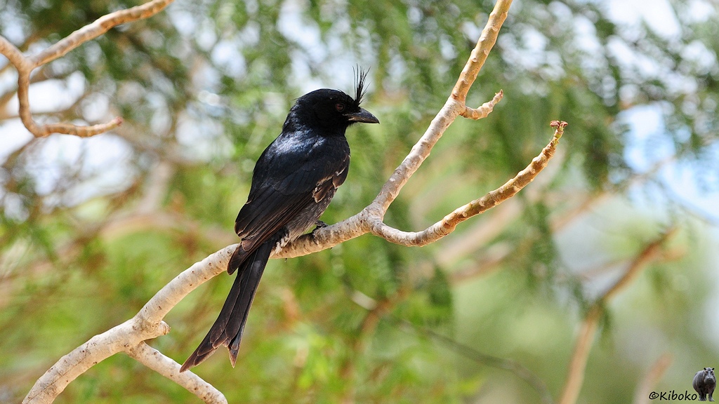 Das Bild zeigt einen schwarzen Vogel mit dicken, spitzen Schnabel und aufgerichteten Federn auf der Stirn, sowie langen Schwanz mit V-förmigem Ende. Der Vogel sitzt auf einem trokenen Ast.
