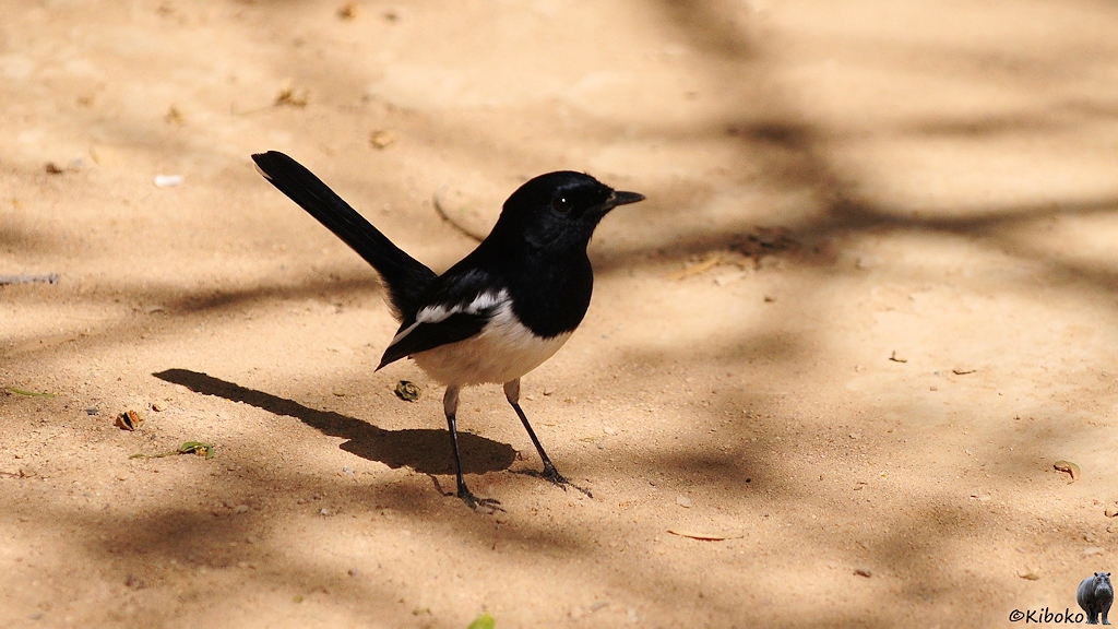 Das Bild zeigt einen kleinen schwarzen Vogel mit weißem Bauch und hoch aufgerichteten Schwanz. Der Vogel sitzt auf hellbraunem, sandigen Boden.