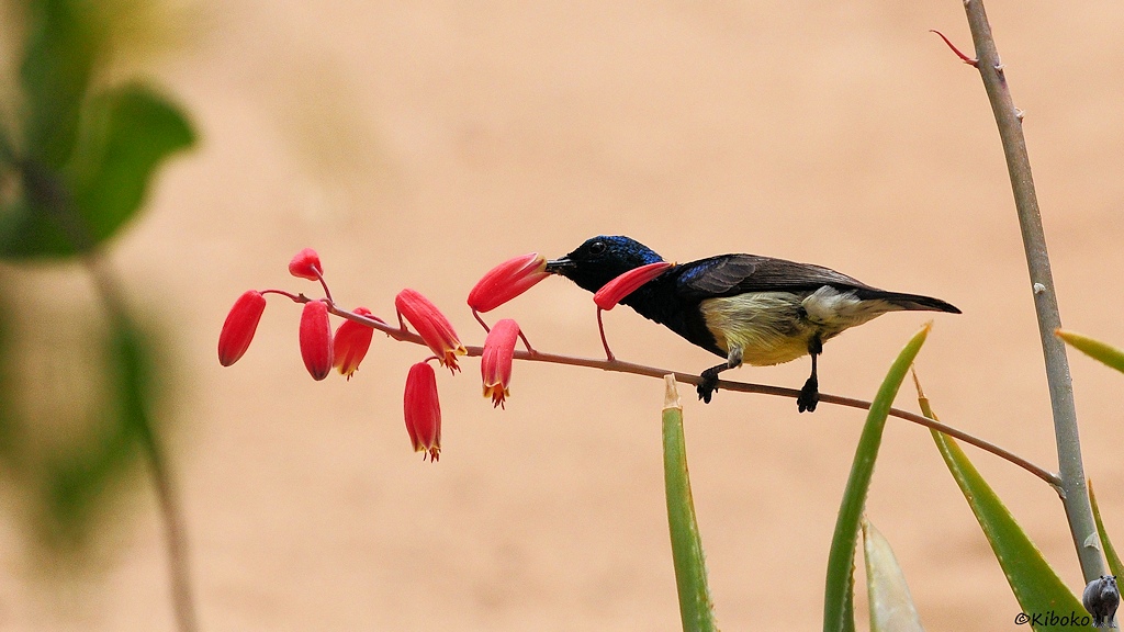 Das Bild zeigt einen kleinen Vogel mit blauem Kopf, braunem Rücken, brauner Kehle und weißem Unterleib auf einem dünnen, waagerechten Ast mit roten, länglichen Blüten. Der Vogel steckt gerade seinen Schnabel in eine Blüte.
