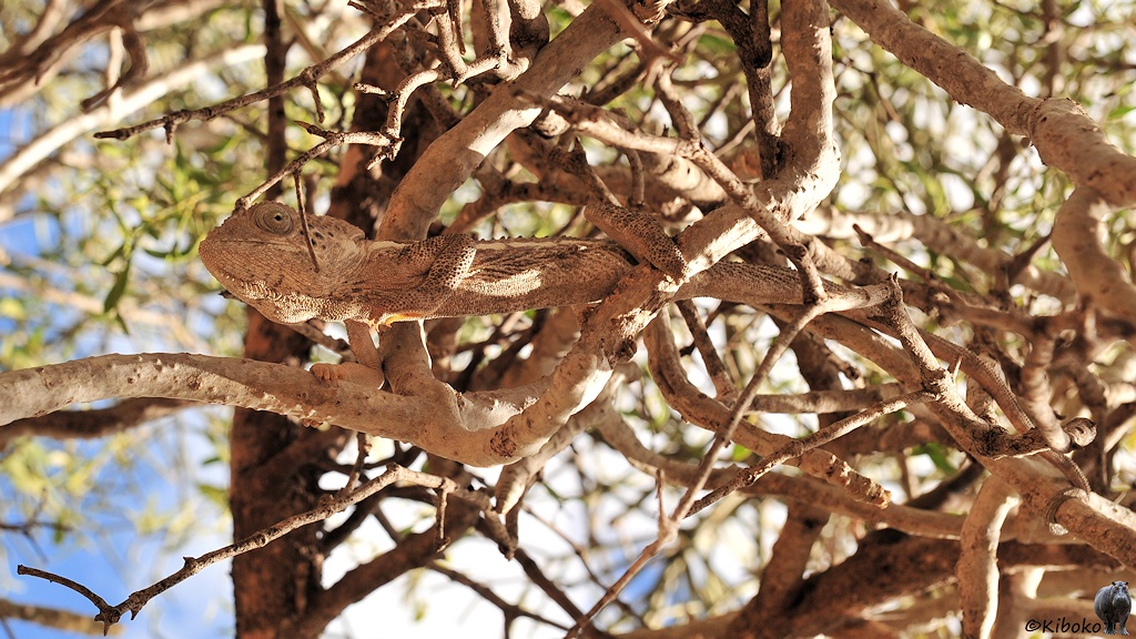 Das Bild zeigt ein hellgraues Chamäleon das sich in einem Gestrüpp aus gleichfarbenen Zweigen vresteckt.