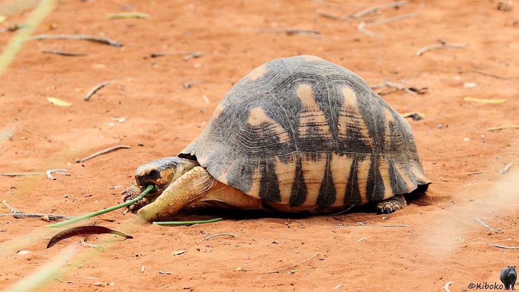 Das Bild zeigt eine Schilkröte mit einem hoch aufgewölbten dunklen Panzer mit beigfarbenen Flecken die nach oben spitz zulaufen. Die Schildkröte kaut gerade an einem Grasstengel.