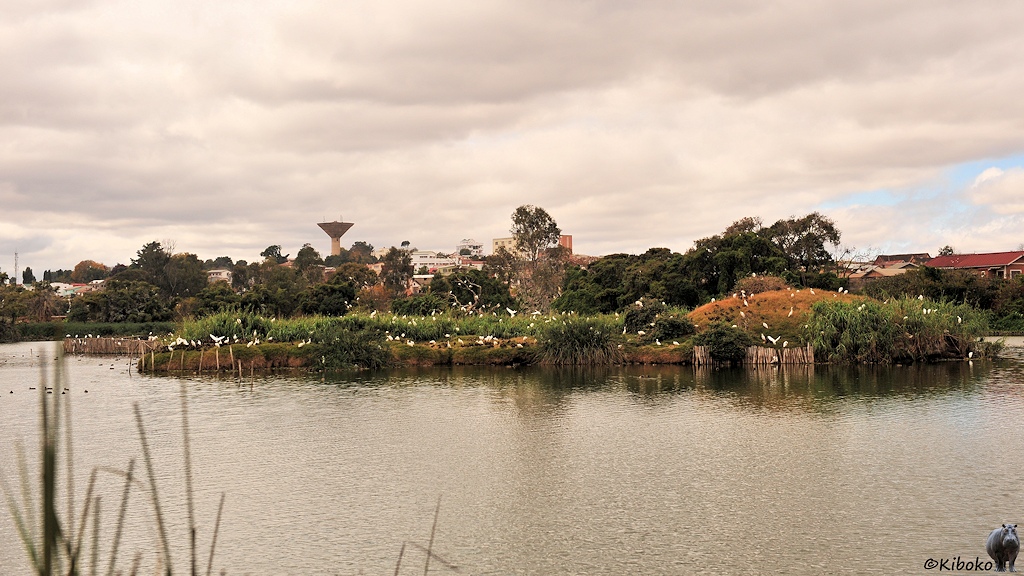 Das Bild zeigt einen kleinen See mit einer Insel. Auf der Insel sind viele weiße Vögel. Im Hintergrund sind Bäume hinter denen einzelne Häuser und ein Wasserturm ragen. Im Vordergrund sind ein paar unscharfe Schilfstengel.