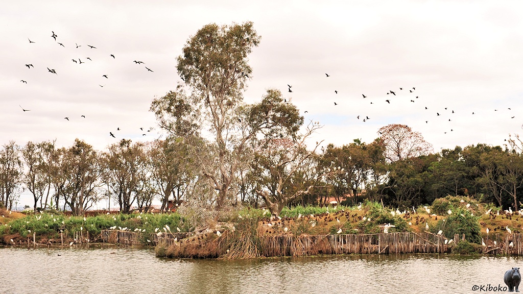 Das Bild zeigt eine Wasserfläche. Am anderen Ufer sitzen viele weiße und braune Vögel dicht zusammen. Einige Vögel sind in der Luft. Im Hintergrund stehen hohe Bäume.