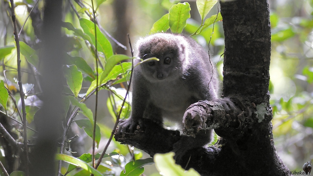 Ein kleiner graubrauner Lemur sitzt auf einem Ast am Baumstamm und blickt mit großen Augen in die Kamera. Ein Augen wird durch ein Blatt verdeckt